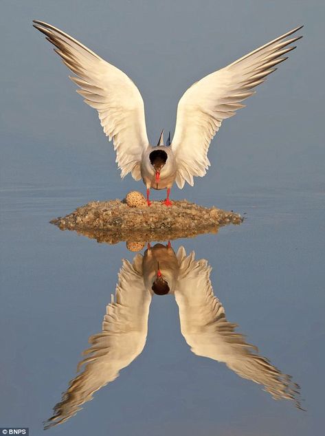 The reflection in the peaceful lake even provides a useful mirror for the bird to admire herself in. Squawking on water: Bird sets up its nest in the middle of a lake By DAILY MAIL REPORTER UPDATED: 02:11 EST, 15 July 2011 Pretty Birds, Bird Photo, Birds Flying, Wild Life, Bird Watching, Bird Feathers, 귀여운 동물, Love Birds, Beautiful Creatures