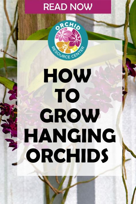 Orchid Hanging Ideas Outside, Macrame Hanging Plants, Orchid Propagation, House Plants Hanging, Hanging Orchid, Orchids In Water, Hanging Greenery, Hanging Plants Outdoor, Orchid Fertilizer