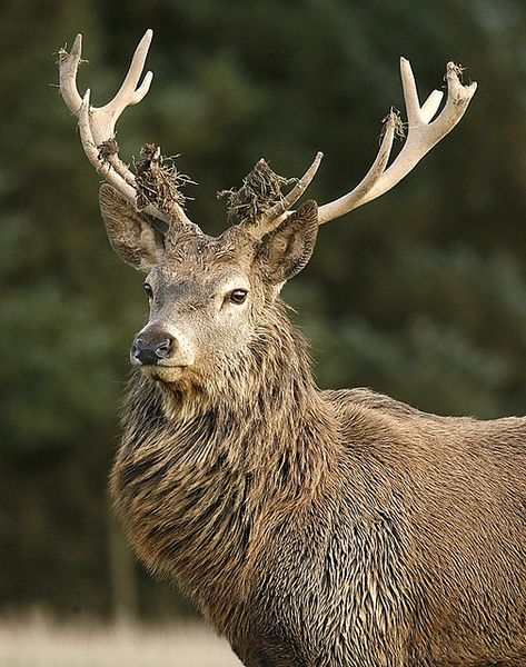 Magnificent and majestic #stag #antlers Proud Pose, Fish To Eat, Red Deer Stag, Stags Head, Red Stag, Big Deer, Stag Antlers, Fallow Deer, Stag Deer