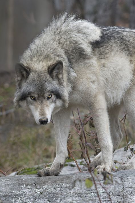 I'm trying to capture a sense of the mysterious, threatening and unpredictable nature of wolves in general, and this wolf in particular.  I'm not sure which photo orientation is more effective in achieving this, the portrait view in this shot or the landscape view in the following shot, or which crop is better - the wider shot here or the close-up in the next photo. Which photo do you think does the job better - it's suppose to scare you or at least make you uncomfortable? What do you think?... Wolf Picture, Regard Animal, Wolf Husky, Wolf Images, Wolf Photos, Gray Wolf, Wolf Spirit Animal, Timber Wolf, Wolf Love