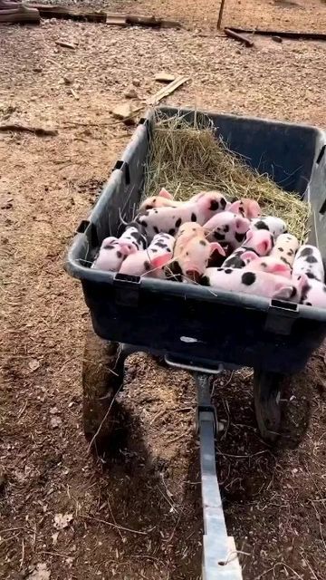 Teacup Pig, Big Pigs, Baby Pig, Cute Piglets, Mini Pigs, Preppy Stuff, Baby Pigs, Super Cute Animals