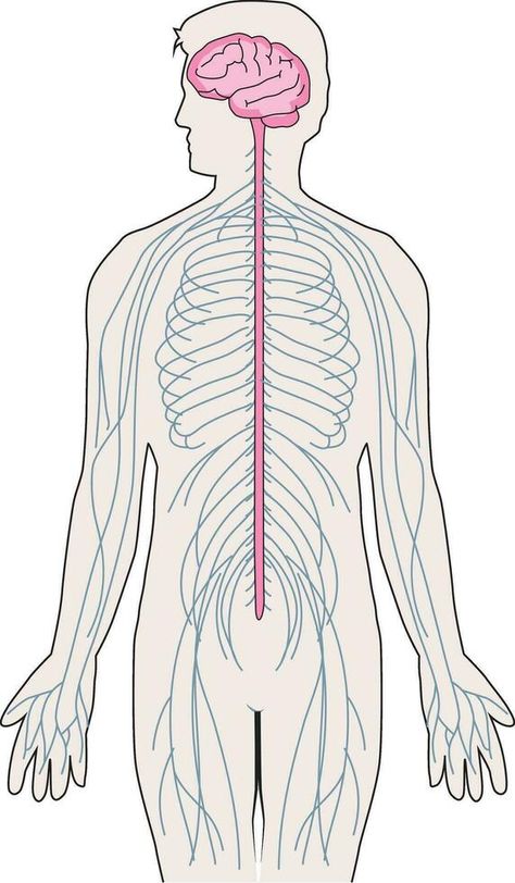 ilustración demostración nervioso sistema y vertebral columna Nervous System Drawing Easy, Nervous System Drawing, Hindi Worksheets, Reproductive System, Drawing Easy, Olivia Rodrigo, Nervous System, Biology, Kiwi