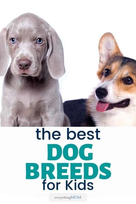 Best Dog Breeds For Kids, Best Family Dogs That Dont Shed, Best Dog Breeds For Families, Small Family Dogs, Best Family Dog, Best Family Dogs, Good Family Dogs, Dog Breeds For Families, Dogs For Kids