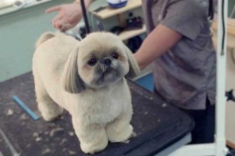 Grooming a Shih Tzu at home can be time-consuming, having the right tools available can make it easier Grooming A Shih Tzu At Home, How To Groom A Shih Tzu At Home, Shihtzu Haircut, Corte Shitzu, Shih Tzu Hair Styles, Dog Grooming Shih Tzu, Dog Hairstyles, Shih Tzu Puppy Cut, Dog Haircut