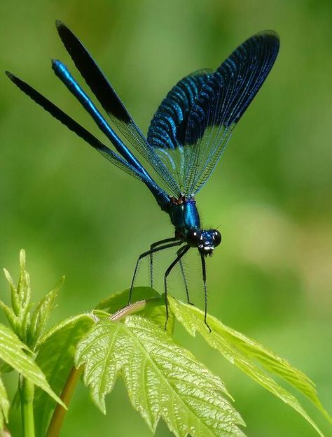 blue dragonfly pic.twitter.com/2vAt3DM8Y3 Regard Animal, Foto Macro, Dragonfly Photos, Dragon Flys, Dragonfly Dreams, Blue Dragonfly, Dragonfly Art, Beautiful Bugs, Airbrush Art