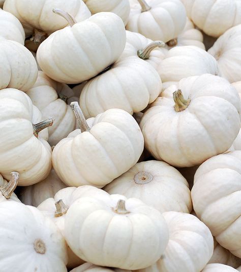 Jackfruit Seeds, Pumpkin Varieties, Pumpkin Juice, Garlic Benefits, Baby In Pumpkin, Delicious Fruit, Aesthetic Colors, Organic Vegetables, White Pumpkins