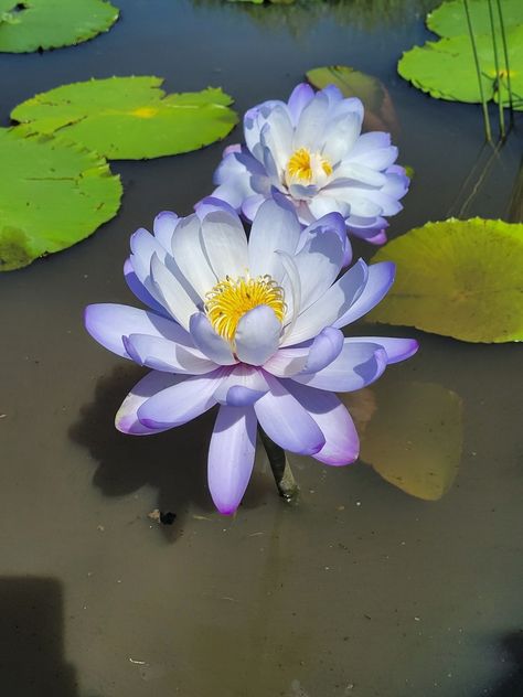 Blue Waterlily from Forest Hill QLD 4342, Australia on April 03, 2022 at 10:36 AM by André Grové Waterlily Aesthetic, Water Lilys Aesthetic, Waterlilies Illustrations, Lake With Water Lilies, Blue Water Lily, Blue Waterlily, Water Lillie’s, White Flowers Garden, Water Lilies Painting