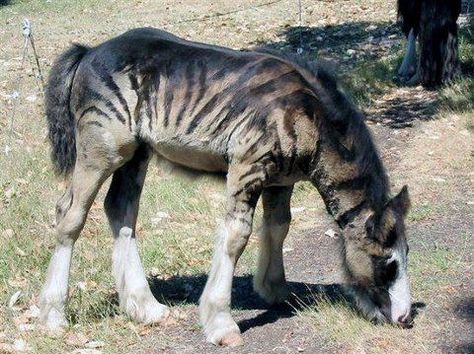 love this. they shaved it to look like a zebra. good job. from tailspin.com Draft Horses, Appaloosa, Clydesdale, Zebra Cross, Unusual Horse, Rasy Koni, Horse Crazy, Pretty Animals, Horse Coloring