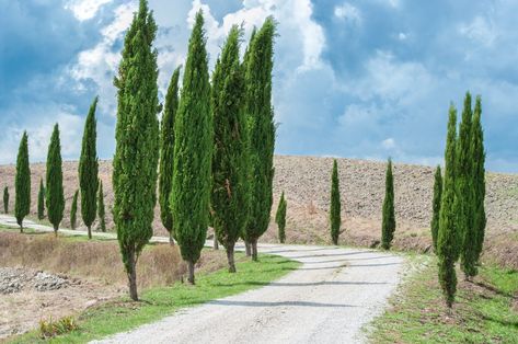 It?s always nice to have trees in the landscape. It?s extra nice to have trees that don?t lose their foliage in the winter and remain bright all year long. Learn more about growing evergreen trees in zone 9 and selecting zone 9 trees that are evergreen in this article. Cypress Plant, Italian Cypress Trees, Fast Growing Shade Trees, Types Of Shrubs, Cupressus Sempervirens, Italian Cypress, Porch Plants, Zone 9, Conifer Trees