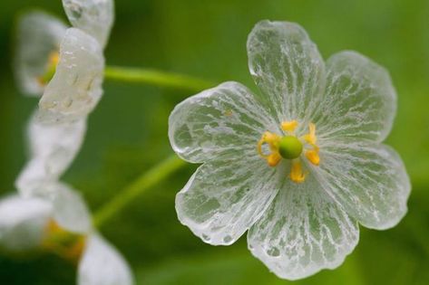 Diphylleia Grayi, Skeleton Flower, Balcony Plants, Most Beautiful Flowers, Tree Hugger, When It Rains, Pretty Plants, Unique Flowers, All Flowers