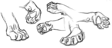 Lion paw field sketch drawings - Gary Geraths Tiger Paw Reference, Lion Paws Drawings, Feline Paw Reference, Lion Anatomy Reference, Feline Paws Drawing, Lion Paws Reference, Lion Paw Drawing, Tiger Paws Reference, Cat Paw Sketch