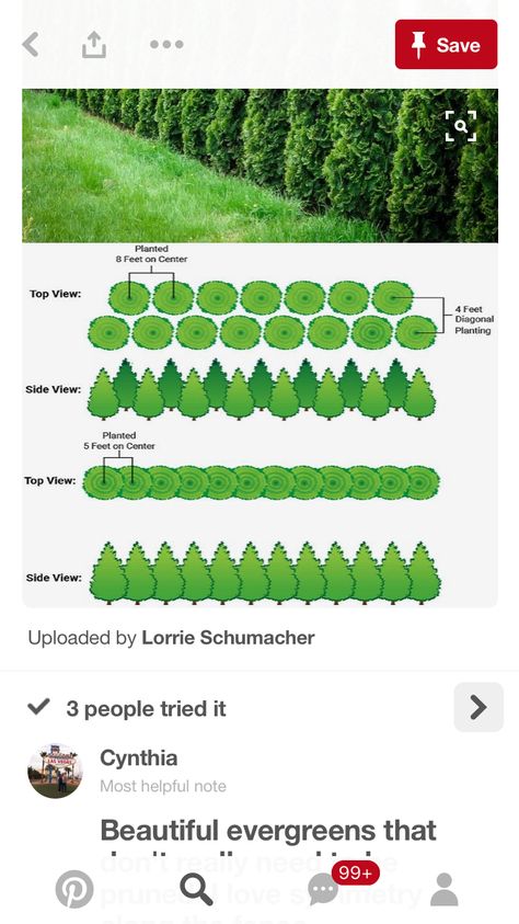 Leland cypress - how to plant double row Cypress Landscaping, Cypress Privacy Trees, Leland Cypress Landscaping, Leyland Cypress Landscaping, Leland Cypress Privacy, Lawson Cypress, Leland Cypress, Farm Landscaping, Evergreen Landscape