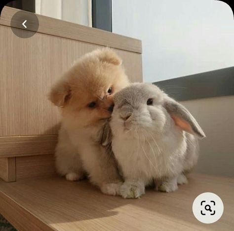 Dog And Bunny, Unusual Animal Friends, Puppy Friends, Ig Highlights, Baby Rabbit, Very Cute Dogs, Unusual Animals, Bunny Rabbits