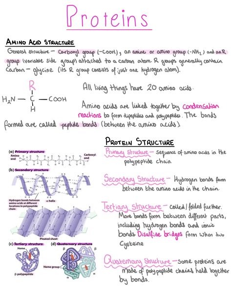 Structure Of Proteins Notes, Biochemistry Notes Proteins, Primary Structure Of Proteins, Secondary Structure Of Protein, Protein Notes Biology, Biochemistry Amino Acids, Biology Proteins Notes, Protein Structure Biology, Protein Notes Biochemistry