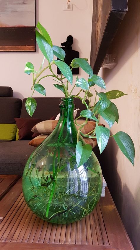 Pothos In Water, Water Plants Indoor, Plants Grown In Water, Tanaman Air, Plant In Glass, نباتات منزلية, Flower Tower, Plant Care Houseplant, Backyard Landscaping Plans