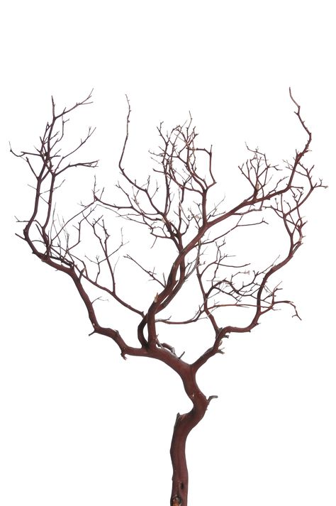 In Which we will share all of our recommended resources, from texture… #aléatoire # Aléatoire # amreading # books # wattpad Tree Branches Art, Branches Painting, Manzanita Centerpiece, Branch Centerpieces Wedding, Branch Painting, Branches Wedding, Unique Terrarium, Decorative Branches, Lanterns Hanging