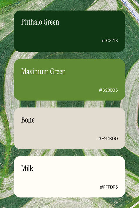 Green Palette Color Ideas. Shades of green palettes by ichigoods designs Green Swatches Colour Palettes, Green Web Design Inspiration, Green Vintage Color Palette, Canva Color Pallete Green, Best Colour Palettes, Document Color Palette, Green Ombre Color Palette, Green House Palette, Portfolio Colour Scheme