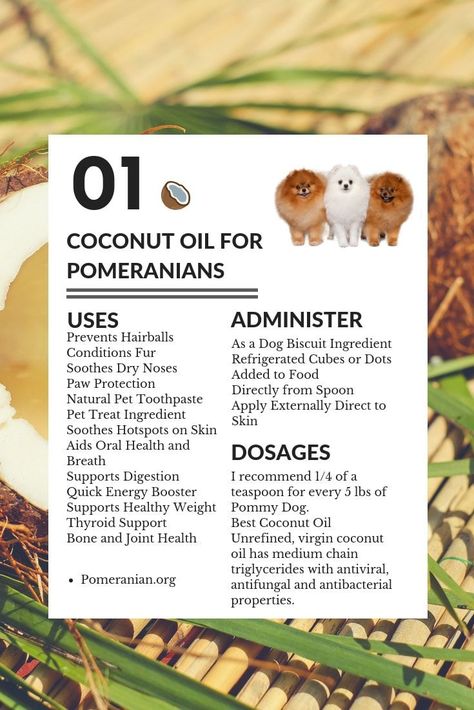 Benefits Of Coconut, Dry Nose, Apartment Dogs, Coconut Health Benefits, Benefits Of Coconut Oil, Lap Dogs, Pomeranian Dog, Pomeranian Puppy, Tiny Dogs