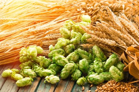 Green hops, malt, ears of barley and wheat grain. Ingredients to make beer and b , #AD, #ears, #barley, #wheat, #Green, #hops #ad Barley Beer, Beer Ingredients, Maize, Green Beer, Malted Barley, Beer Bread, Tap Room, Barley, Lettuce