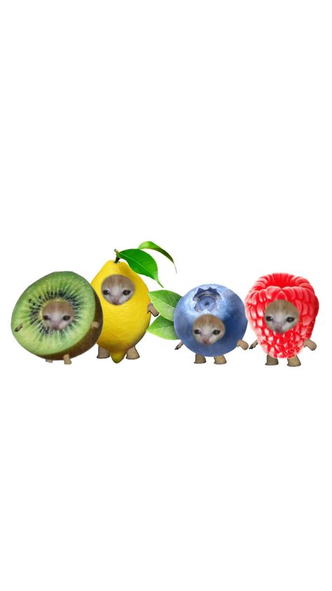 fruit cats group Group Icons Funny, Group Chat Profile Pictures For 4 People, Cute Wallpapers Food, Fruit Wallpaper Iphone, Fruit Wallpaper Aesthetic, Fishbowl Pfp, Aesthetic Gc Photo, Group Chat Pfp, Silly Wallpapers