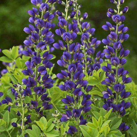 Baptisia Plant, False Indigo, Wild Indigo, Indigo Plant, Blue Plants, Clay Soil, Flowers Perennials, Seed Pods, Landscaping Plants