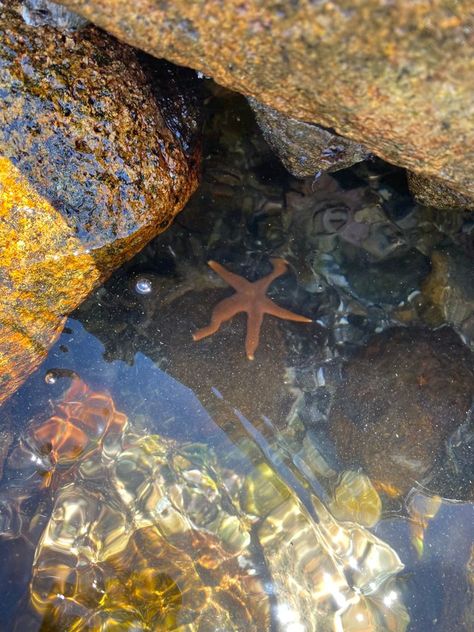 Cottage By The Sea, Self Care Bullet Journal, Beach Rocks, Pool Photos, Rock Pools, Slow Living, Ocean Beach, Sea Life, Starfish