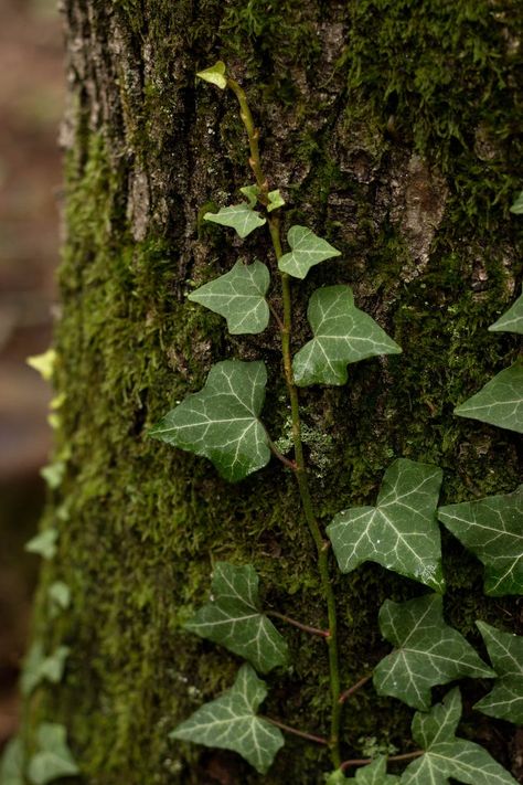 Nature, Ivy Aesthetic, Ivy Tree, Poison Ivy Plants, Ivy Tattoo, Ivy Flower, Nature Witch, Ivy Vine, English Ivy