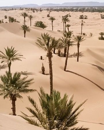 [New] The 10 All-Time Best Home Decor (in the World) -  Mood #moodboard #nature #naturephotography #desert #egypt #ootdfashion #photography #happiness #happytime #travel #traveller #tbt #travelphotography #bestoftheday #instagram #instaphoto Morocco Tourism, تاج محل, Deserts Of The World, Desert Photography, Diesel Punk, Desert Dream, Desert Life, Desert Oasis, Desert Plants