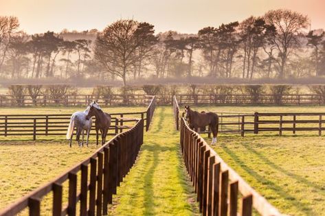 One of Newmarket's most incredible equestrian properties has come to the market Equestrian Properties, Dream Ranch, Equestrian Barns, Horse Paddock, Horse Barn Ideas Stables, Horse Barn Designs, Horse Arena, Dream Stables, Dream Horse Barns