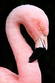 Flamingo | by jeremyjonkman Regnul Animal, Exotic Birds, Amazing Animals, Pretty Birds, Alam Yang Indah, Colorful Birds, Pink Flamingo, Pink Flamingos, Love Birds