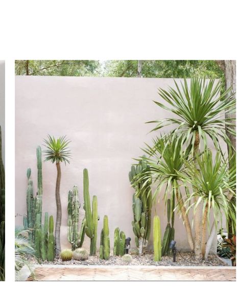 Palm And Cactus Garden, Cacti Front Yard, Cactus In Backyard, Cactus Outdoor Decor, Front Desert Landscaping Ideas, Cactus Outdoor Garden, Cactus Wall Garden, Small Front Yard Desert Landscaping Ideas, Palm Springs Cactus Garden