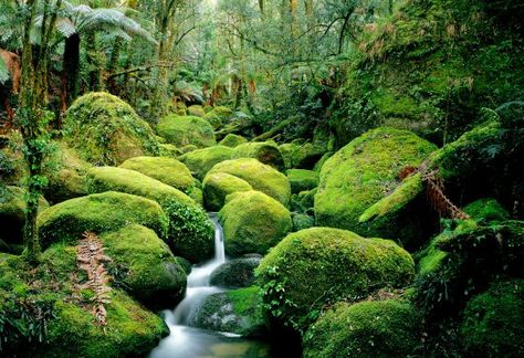 Carters Creek, flowing through moss-covered boulders, Bemboka Section, South East Forest National Park, New South Wales, Australia