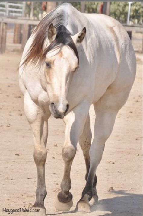 Horses For Sale Near Me, Overo Horse, Buttermilk Buckskin, Horse Ranches, Horses Aesthetic, Horse Palomino, Winchester Shotgun, Quarter Horses For Sale, Halter Horse