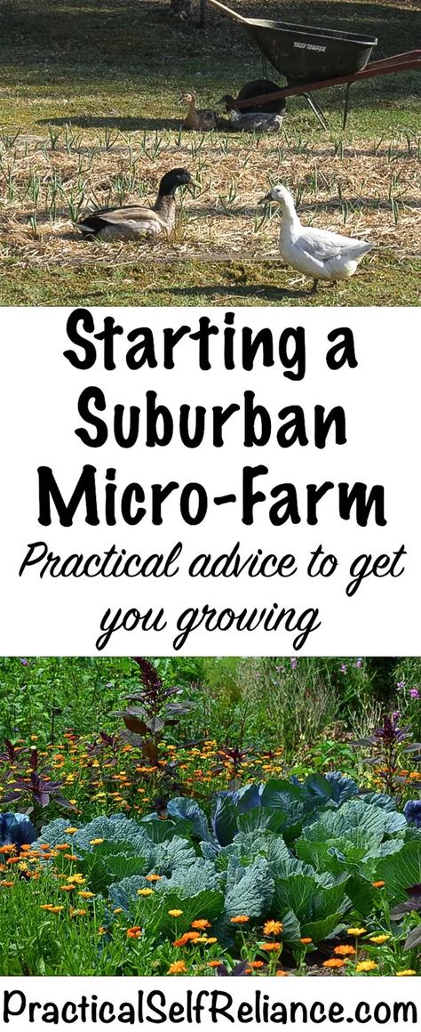 Starting a Suburban Micro Farm – Practical Advice Suburban Farm, Suburban Homesteading, Micro Farming, Homestead Projects, Homestead Design, Small Holding, Homesteading Tips, Backyard Homestead, Micro Farm