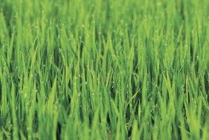 grass3 How To Grow Grass, Grass Allergy, Planting Grass, Growing Grass, Lush Lawn, Front Lawn, Grass Seed, Yard Work, Ornamental Grasses