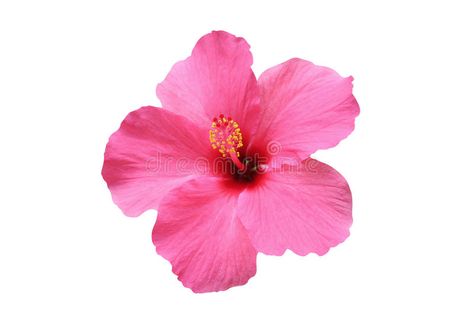 Hibiscus flower. Isolated on white background , #ad, #flower, #Hibiscus, #Isolated, #background, #white #ad Bonito, Hibiscus Flower Wallpaper Aesthetic, Hawaii Flowers, Iphone Wallpaper Classy, Pink Hibiscus, Flower Stock, Flower Icons, Flower Circle, Phone Art