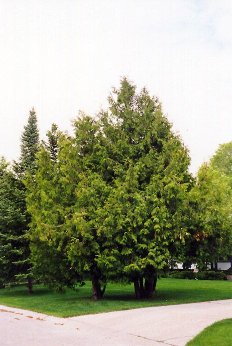 White Cedar Tree, American Arborvitae, Alaskan Cedar Trees, Eastern White Cedar, Yellow Cedar, Eden Prairie Minnesota, Northern White Cedar, Thuja Occidentalis, Cedar Tree