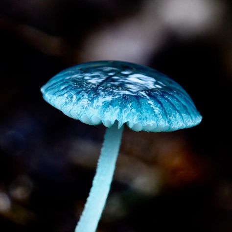 Fiona Ross on Instagram: “Can’t get enough blue…Mycena interrupta (pixie’s parasol) 💙 . . . . . #fungi #mushroomcaptures #mushrooms #mushroomsofinstagram…” Blue Mushrooms Aesthetic, Blue Glowing Mushrooms, Blue Mushroom Costume, Blue Mushroom Aesthetic, Pixie Parasol, Cj Core, Moss Board, Twilight Cleric, Morgan Aesthetic