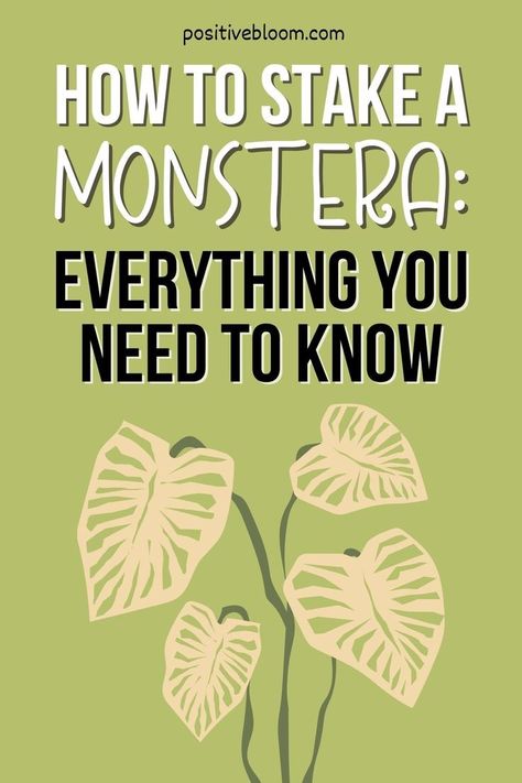 Learn how to stake a Monstera, which type of stake to choose, and how to train the plant around support. Also, find out why it's beneficial. Monstera Plant Support, Plant Training, Peperomia Plant, Alocasia Plant, Lucky Plant, Calathea Plant, Prayer Plant, Pothos Plant, Plants Indoor