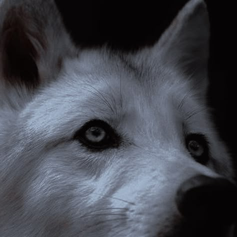 White Werewolf Aesthetic, Snow Wolf Aesthetic, Werecoyote Aesthetic, Wolf Boy Aesthetic, Wolf Girl Aesthetic, White Wolf Aesthetic, Darkmore Penitentiary, White Werewolf, Caroline Peckham