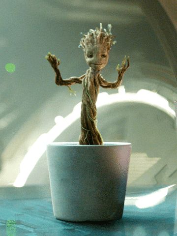 Baby Groot Dancing GIF - Find & Share on GIPHY Baby Groot Dancing, Groot Dancing, Hello Gif, Groot Guardians, Bump Pictures, Groot Marvel, Avengers Characters, Dancing Gif, Funny Frogs