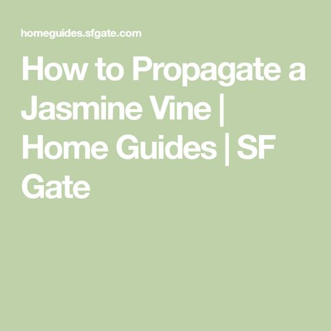 How to Propagate a Jasmine Vine | Home Guides | SF Gate Asiatic Jasmine, Winter Jasmine, Kitchen Gardening, Jasmine Vine, Plant Types, Pink Jasmine, Jasmine Star, Jasmine Plant, Star Jasmine