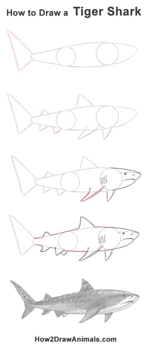 Shark Drawing Anatomy, Stingray Drawing Tutorial, Shark Drawing Side View, Tiger Shark Reference, Big Shark Drawing, Great White Shark Drawing Easy, Drawing Shark Easy, Shark Reference Drawing, How To Draw A Lemon Shark