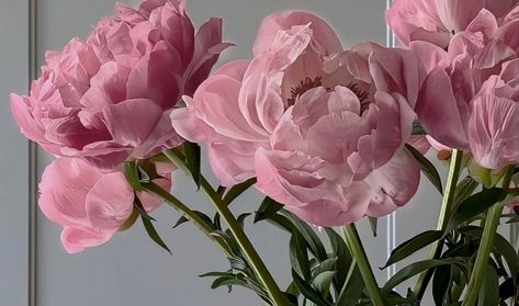 Desktop Flowers Wallpaper, Wallpaper For Laptop Flower, Flowers Pc Wallpaper, Aesthetic Pictures Horizontal, Cute Pc Wallpaper Aesthetic, Flower Pc Wallpaper, Flowers Aesthetic Wallpaper Laptop, Pink Wallpaper For Pc, Pink Aesthetic Horizontal