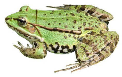 Frog Png, Frog Species, Poison Dart, Photo Clipart, Animal Categories, Dart Frog, Komodo Dragon, Png Icons, Frog And Toad