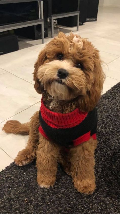 Love this Teddy Bear hair cut on Cavoodle Aussiedoodle Teddy Bear Haircut, Teddy Bear Cut Cockapoo, Cavadoodle Full Grown, Teddy Bear Grooming Styles, Cockapoo Teddy Bear Haircut, Cockapoo Haircut Styles Teddy Bear, Cavapoo Haircut Styles Teddy Bear, Cavoodle Haircut, Cavoodle Haircut Styles