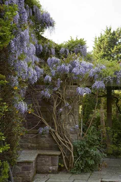 Plant wisteria in a protected, warm spot in full sunlight (try to get this right the first time, because it does not like to be transplanted). Wisteria Arbor, Wisteria Garden, Wisteria Plant, Pergola Diy, Wisteria Tree, Purple Wisteria, Metal Pergola, Garden Vines, Backyard Pergola