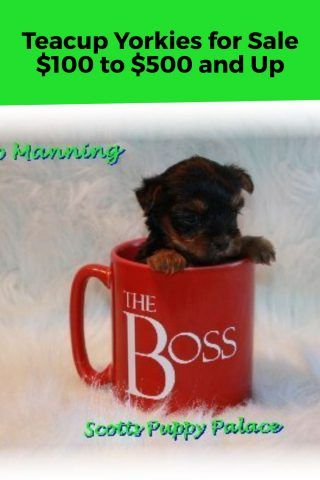 Teacup Yorkie Puppies for Sale in Georgia, GA – Teacup Yorkie – Yorkshire Terrier – Yorkie Puppies for Sale Teacup Yorkies For Sale, Teacup Dog Breeds, Teacup Yorkie For Sale, Yorkies For Sale, Yorkie Puppies For Sale, Teacup Yorkies, Puppy Palace, Teacup Dog, Teacup Yorkie Puppy