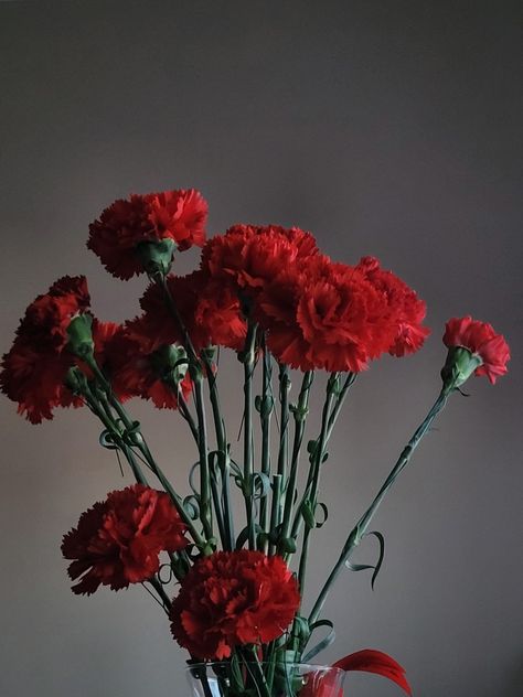 Red Carnation Aesthetic, Dark Red Carnation, Orpheus Aesthetic, Carnations Aesthetic, Carnation Aesthetic, Carmen Aesthetic, Red Carnation Flower, Horror Wedding, Bow Wallpaper Iphone