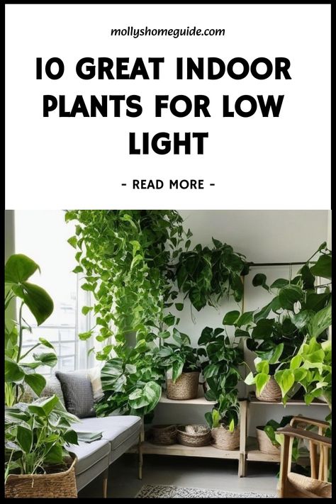 Looking to brighten up your space but dealing with low light conditions? Explore our selection of the best indoor plants for low light and shade. From elegant snake plants to vibrant pothos, these houseplants can thrive in the dark corners of your home. Whether you're new to plant parenting or a seasoned pro, we have affordable options for every budget. Say goodbye to dim spaces and hello to lush greenery with these indoor plants that don't need sun. Corner Hanging Plants Indoor, Mediterranean Indoor Plants, Best Plants For Low Light Indoors, Plants To Have In Your Bedroom, Plants That Need Little Light, Indoor Plants No Sunlight, Indoor Plants That Don’t Need Sun, Shade House Plants, Best Indoor Plants For Bedroom